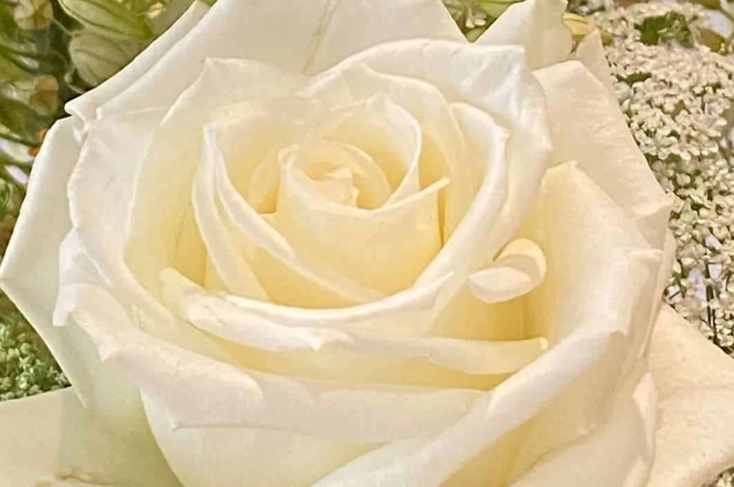 A close up of the center of a white rose.